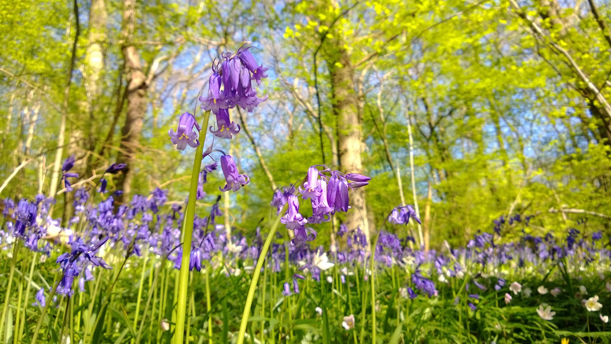 Bluebells 