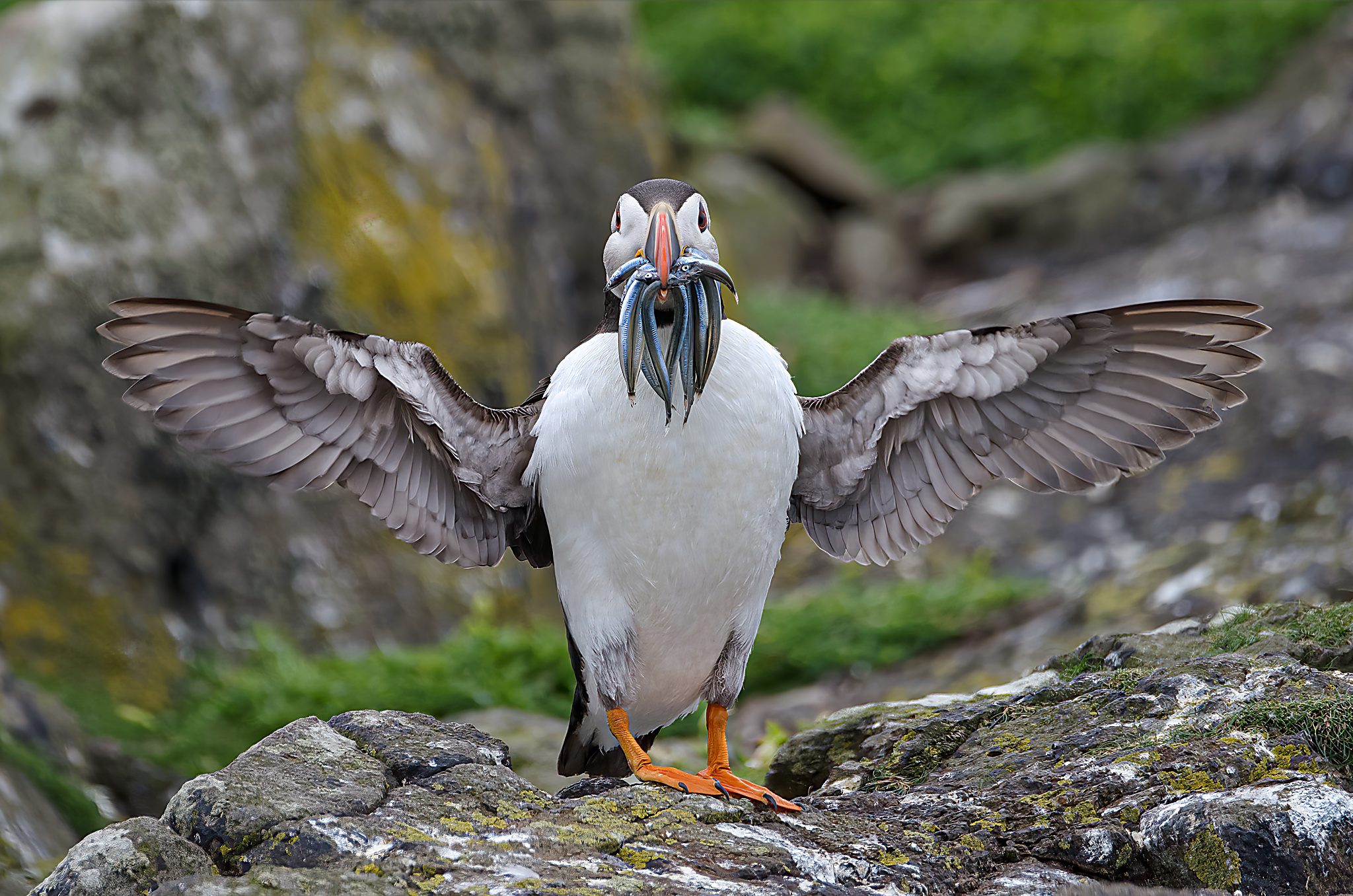 Puffin with Sand Eels